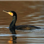 Great Cormorant