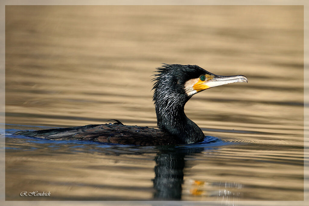 Great Cormorant