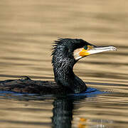 Great Cormorant