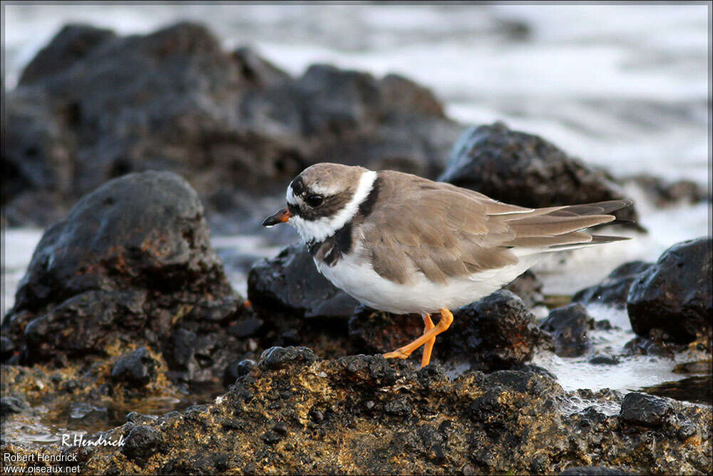 Common Ringed Plover female adult breeding, identification