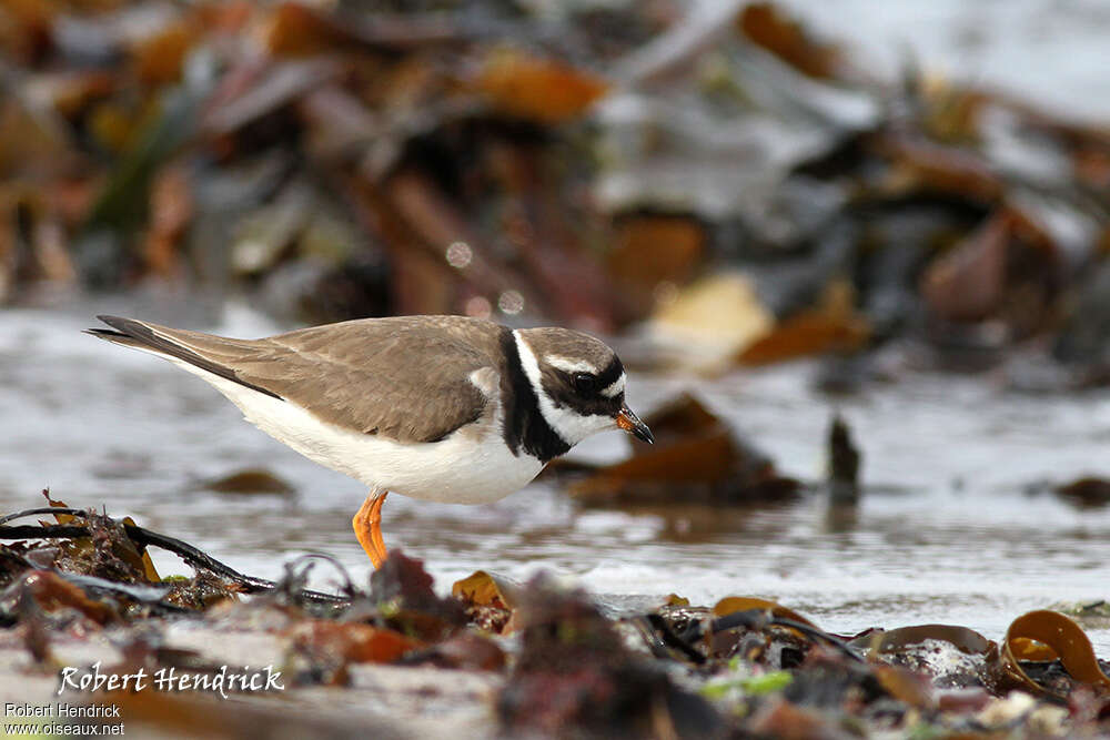 Common Ringed Plover female adult breeding, identification