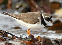 Common Ringed Plover