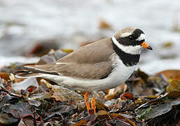 Common Ringed Plover