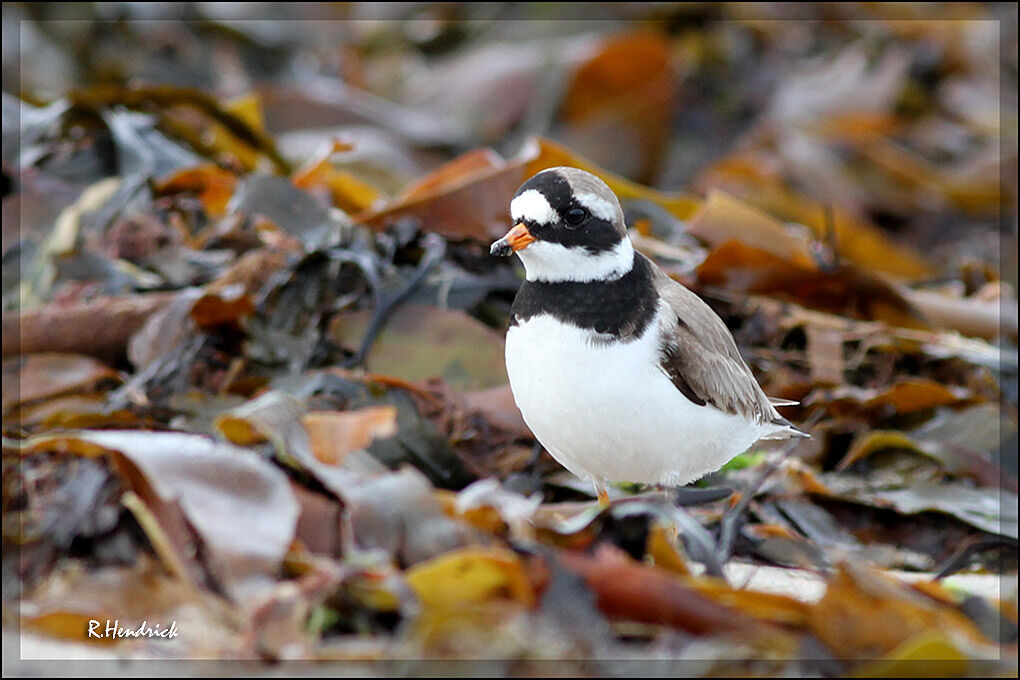 Common Ringed Plover