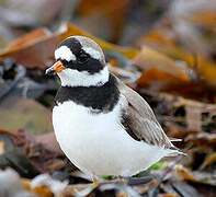 Common Ringed Plover