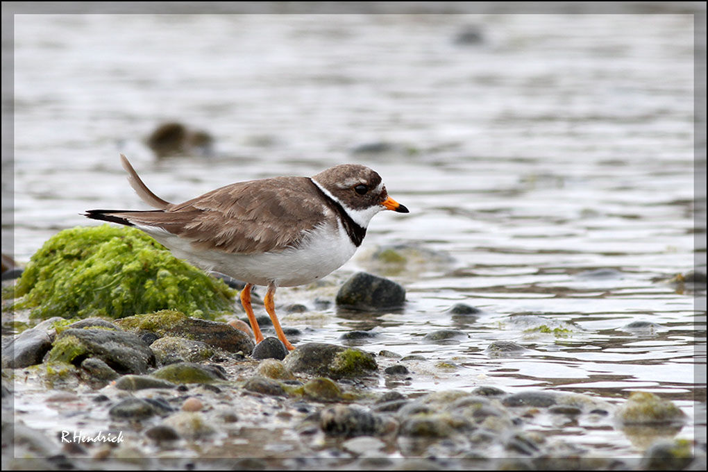 Common Ringed Plover