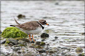 Common Ringed Plover