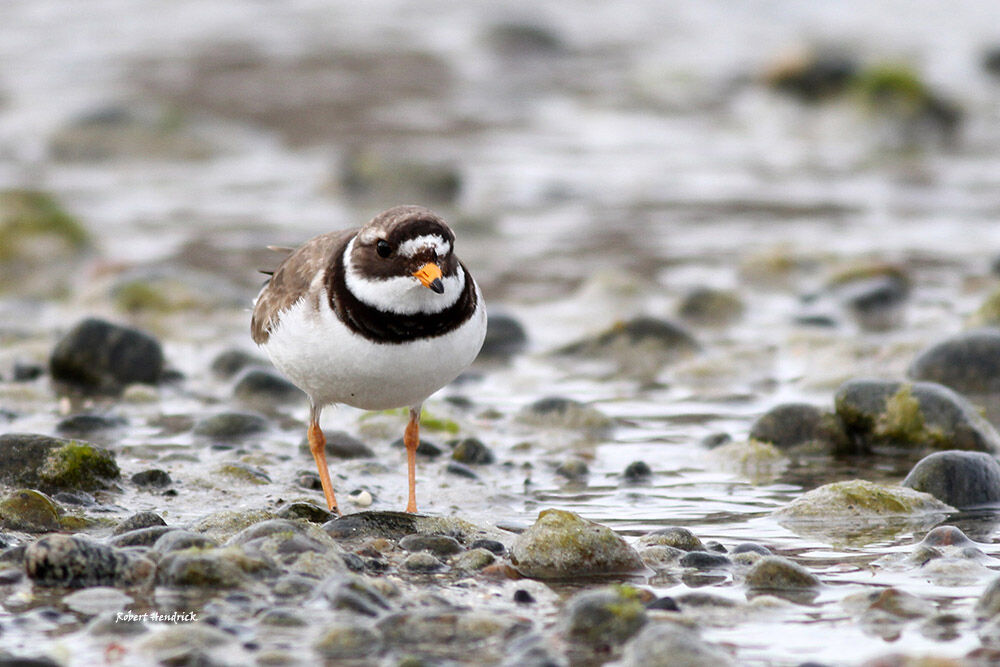 Common Ringed Plover