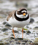 Common Ringed Plover