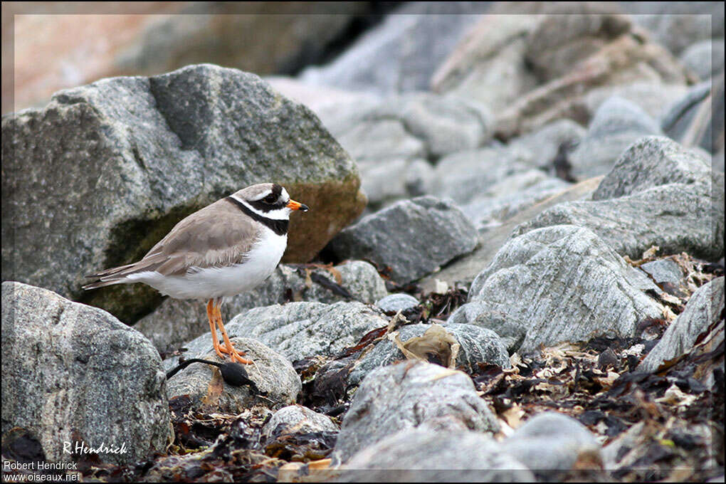 Common Ringed Ploveradult, habitat, camouflage