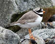 Common Ringed Plover