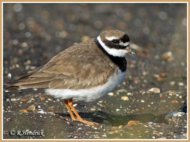 Common Ringed Plover