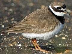 Common Ringed Plover