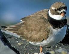 Common Ringed Plover