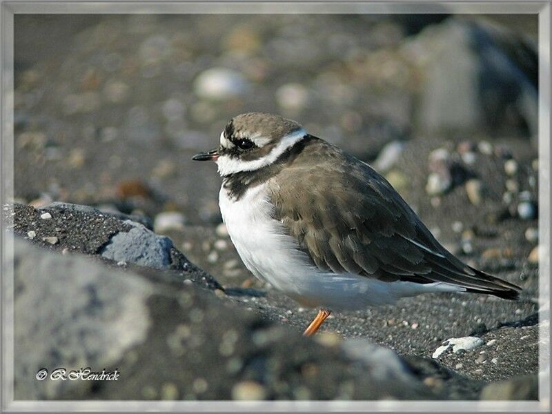 Common Ringed Plover