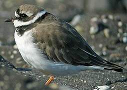 Common Ringed Plover