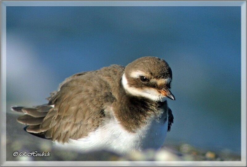 Common Ringed Plover