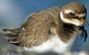 Common Ringed Plover