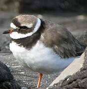 Common Ringed Plover