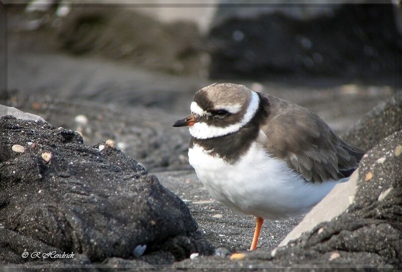 Common Ringed Plover