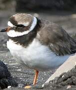 Common Ringed Plover