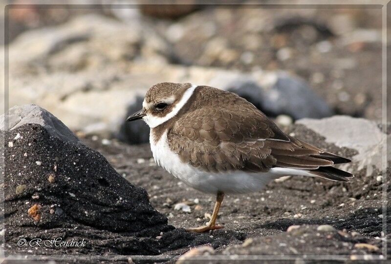 Common Ringed Plover