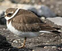 Common Ringed Plover