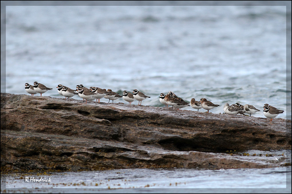 Common Ringed Plover