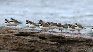 Common Ringed Plover