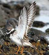 Common Ringed Plover