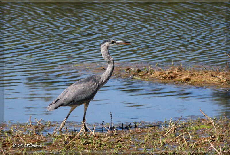 Great Blue Heron