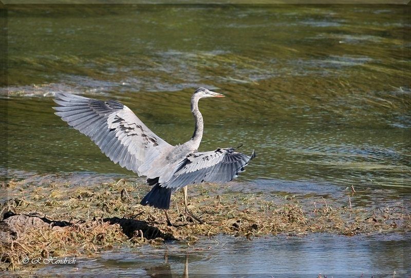 Great Blue Heron