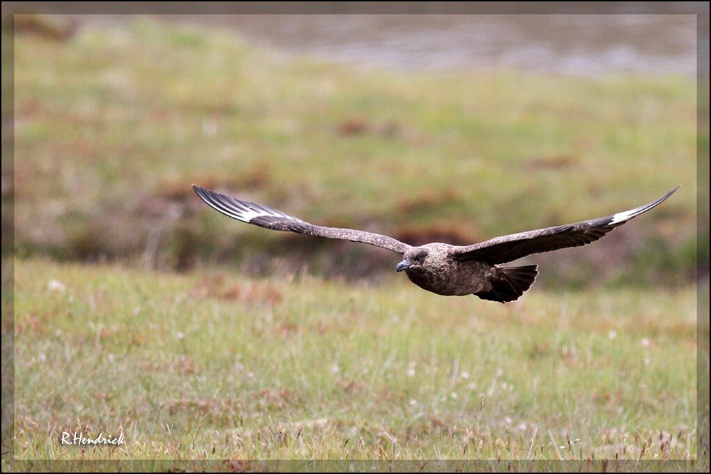 Great Skua