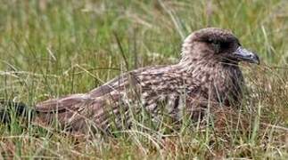 Great Skua