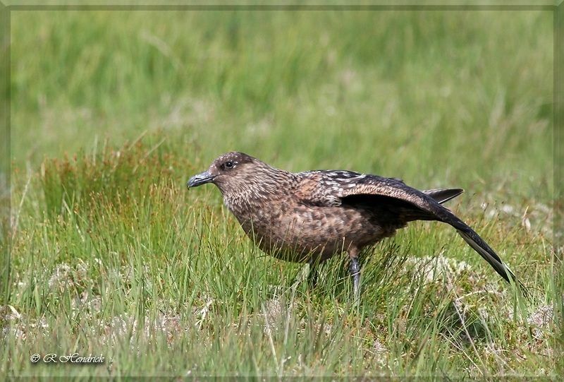 Great Skua