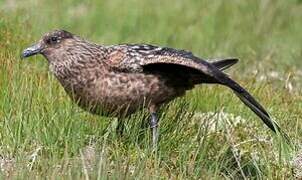 Great Skua