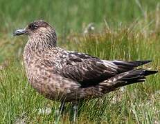 Great Skua