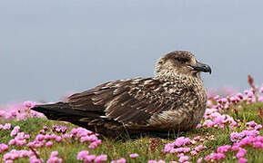 Great Skua