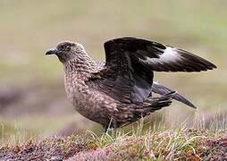 Great Skua