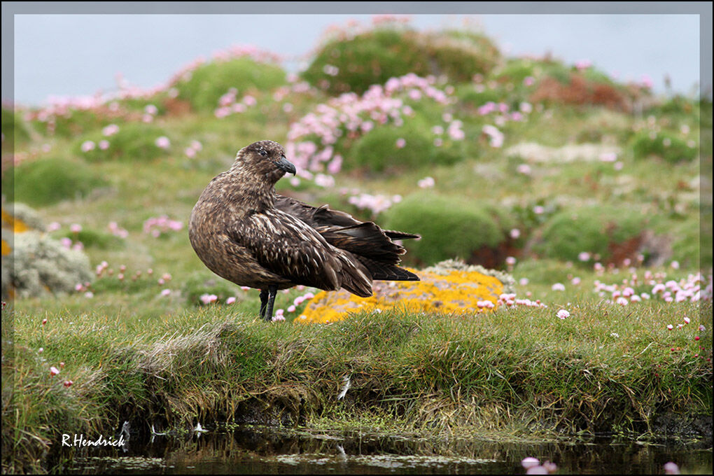 Great Skua