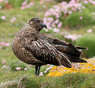 Great Skua