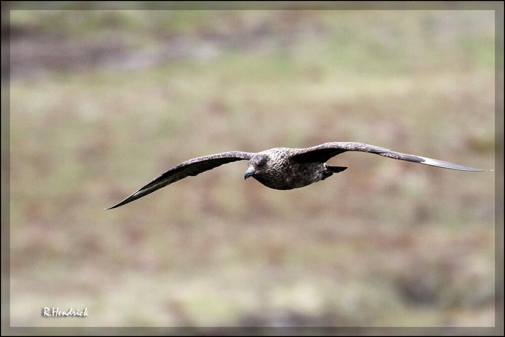 Great Skua