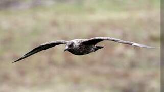 Great Skua