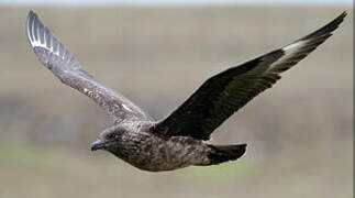 Great Skua