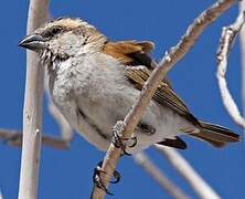 Great Sparrow