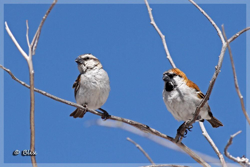 Great Sparrow