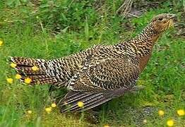 Western Capercaillie