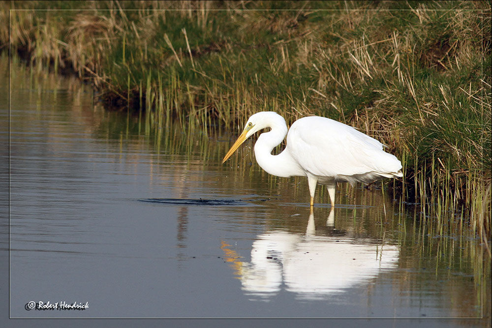 Grande Aigrette