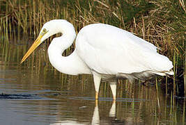 Great Egret