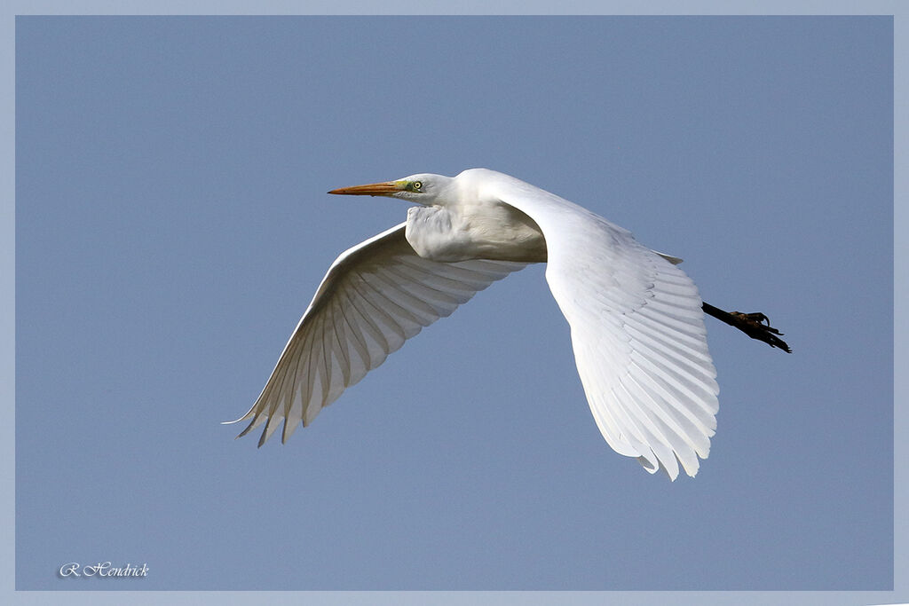 Great Egret